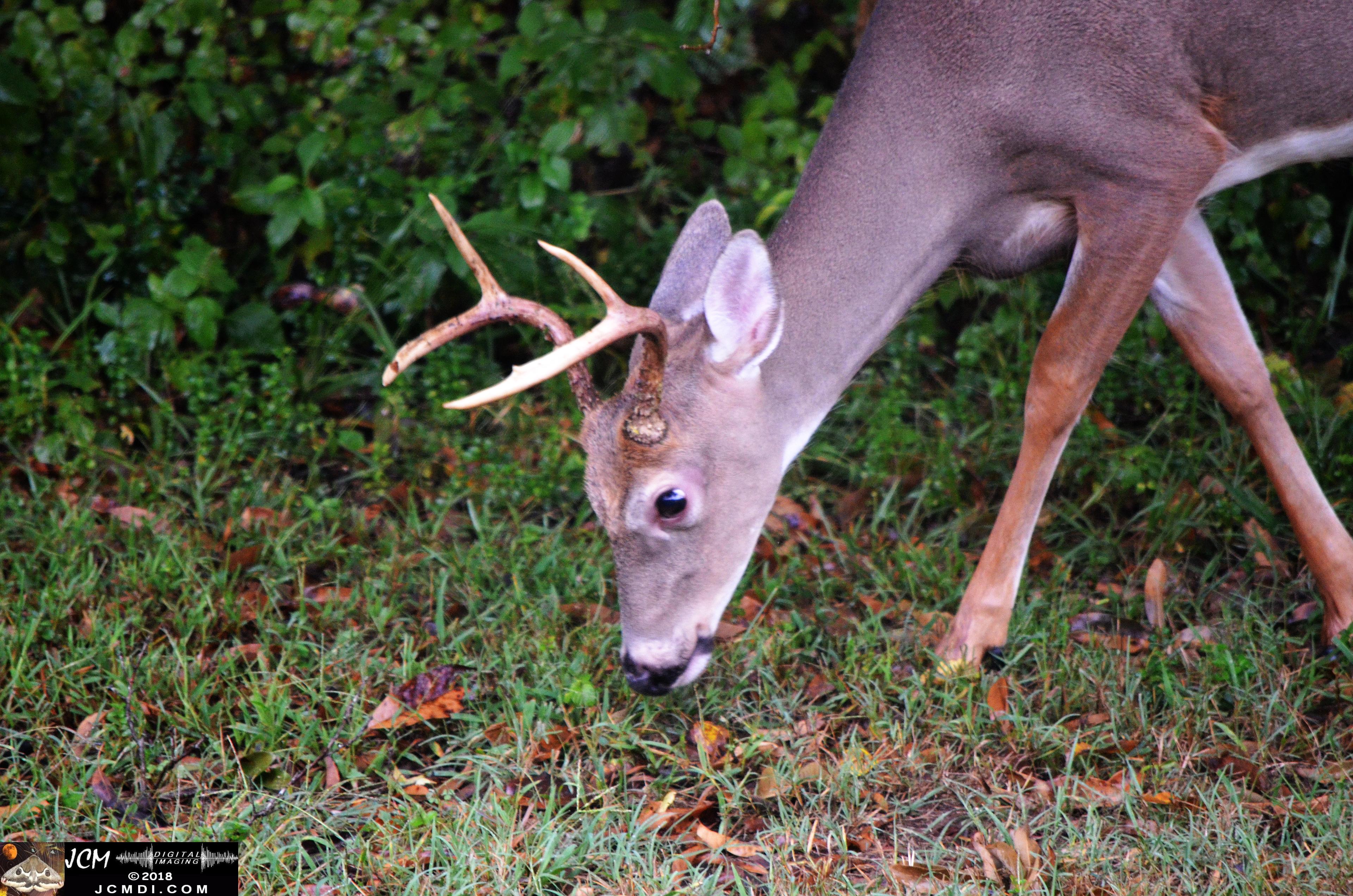 Buck at woods edge (Nikon D5100)